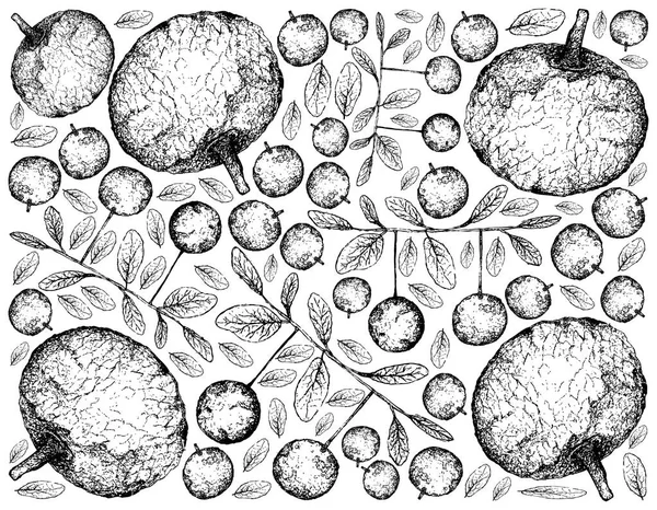 Tropical Fruit Illustration Wallpaper Background Hand Drawn Sketch Feroniella Lucida — Stock Vector