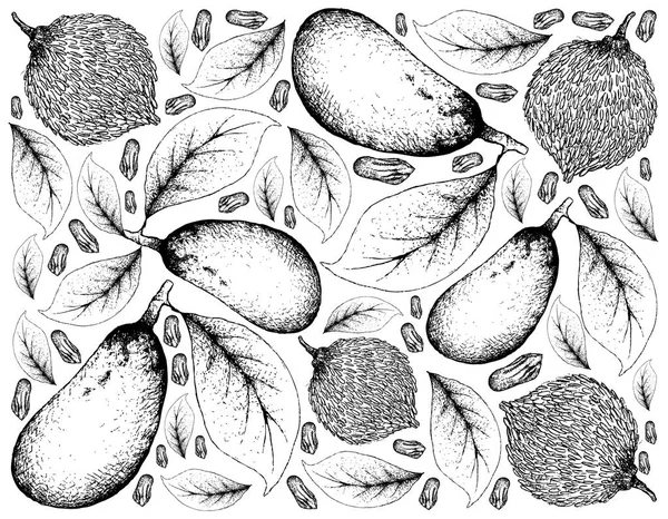 Frutas Tropicales Ilustración Fondo Pantalla Boceto Dibujado Mano Sour Bacuri — Archivo Imágenes Vectoriales