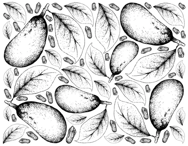 Tropikal meyve, elle çizilmiş kroki Couepia Longipendula meyve ağacı demet izole beyaz arka plan üzerinde asılı duvar kağıdı illüstrasyon