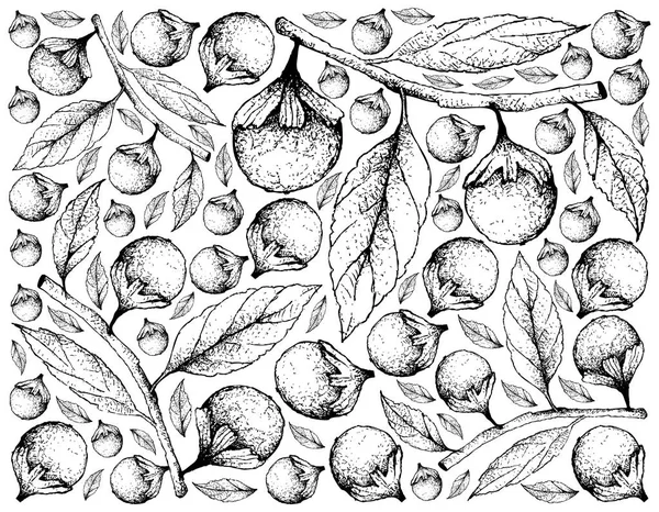 Fruta Tropical Ilustración Papel Pintado Boceto Dibujado Mano Cordia Caffra — Vector de stock