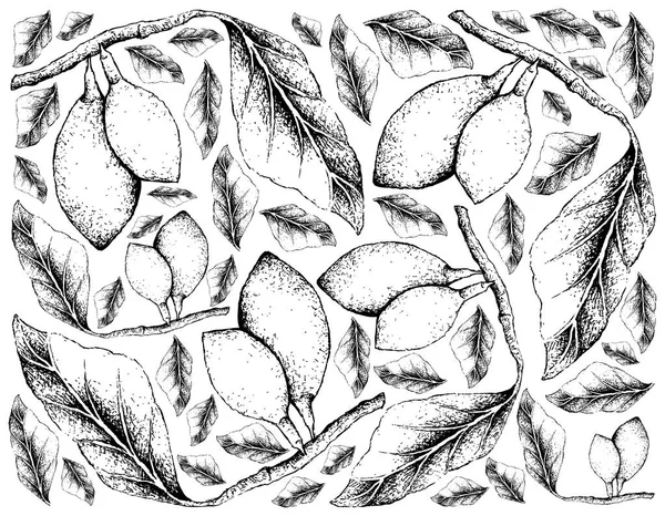 Frutas Tropicales Ilustración Fondo Pantalla Boceto Dibujado Mano Curriola Pouteria — Archivo Imágenes Vectoriales
