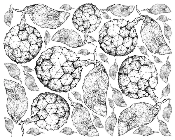 Tropisk Frukt Illustration Bakgrund Handritad Skiss Araticum Eller Duguetia Furfuracea — Stock vektor