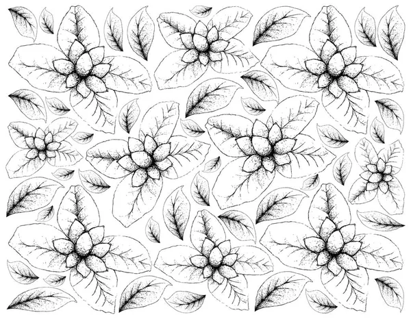 Tropické Ovoce Ilustrace Tapetu Ručně Kreslené Skici Ellipeiopsis Cherrevensis Ovoce — Stockový vektor