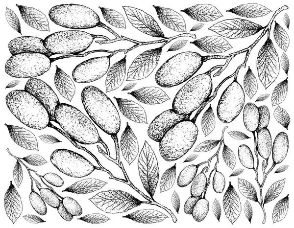 Tropikal meyve, elle çizilmiş kroki üzerinde beyaz arka plan izole taze Elaeocarpus Hygrophilus meyve duvar kağıdı illüstrasyon.