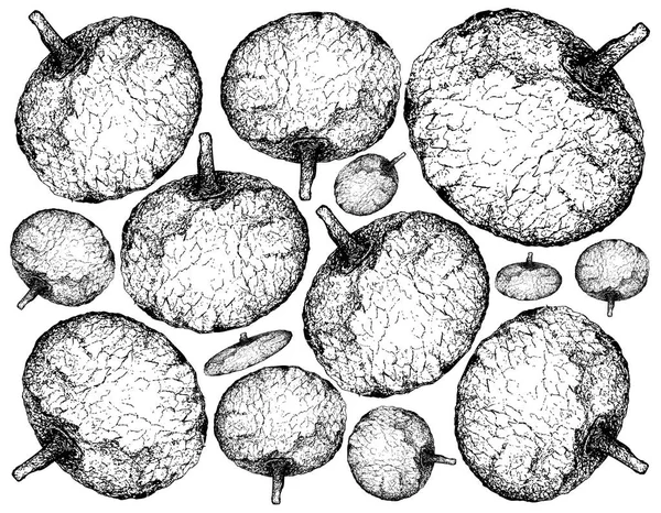 热带水果 插图壁纸的手绘草图的 Feroniella 水青冈水果隔离在白色背景上 — 图库矢量图片