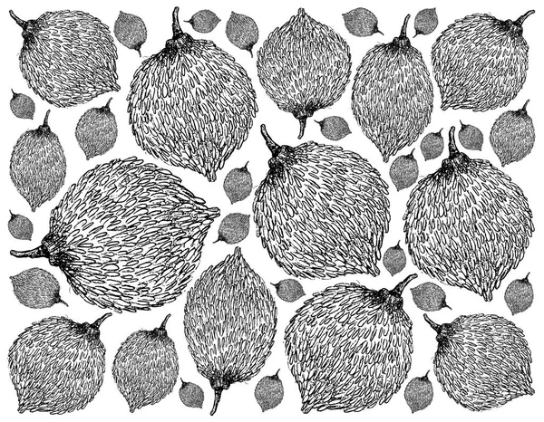 Тропические Фрукты Иллюстрация Обои Ручной Рисунок Гардения Erubescens Фрукты Висят — стоковый вектор