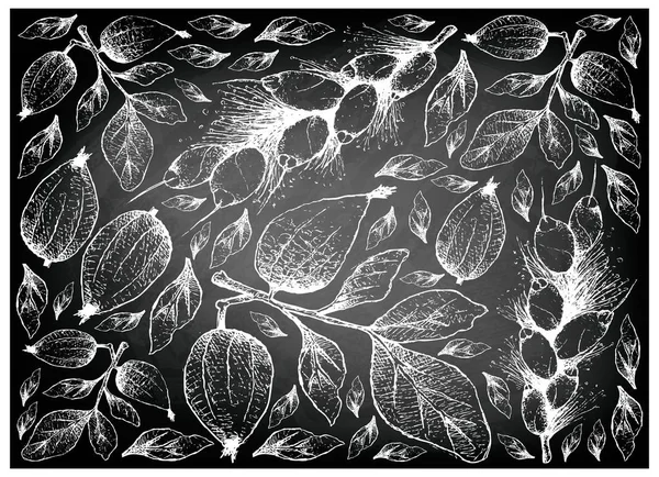 Tropical Fruit, Illustration Wallpaper Background of Hand Drawn Sketch Gardenia Erubescens and Barringtonia Edulis Fruits on Black Chalkboard