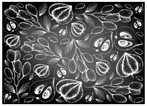 Owoce Tropikalne Ilustracja Tapeta Tło Szkicu Ręcznie Rysowane Świeże Elaeocarpus — Wektor stockowy