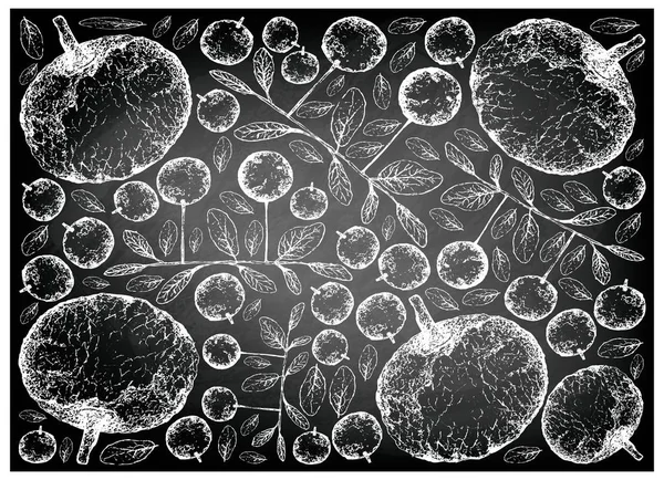 热带水果插图壁纸手绘素描的背景 Feroniella 水青冈和柿 Filipendula 水果在黑黑板上的画 — 图库矢量图片