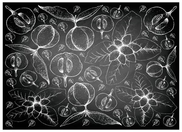 Тропічних Фруктів Ілюстрації Шпалери Фону Боку Звернено Ескіз Ellipeiopsis Cherrevensis — стоковий вектор