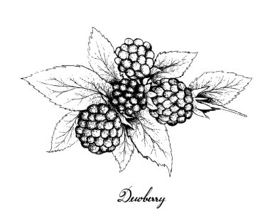 Berry meyve, illüstrasyon izole beyaz arka plan üzerinde taze Dewberries meyve çizilmiş kroki ver. Vitamin C ve K iyi bir kaynak.