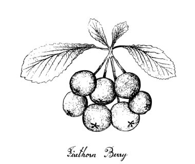 Berry meyve, resimde çizilmiş kroki Firethorn çilek veya beyaz arka plan üzerinde izole ateş dikeni meyve el. 