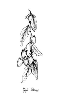 Berry meyve, elle çizilmiş kroki Goji Berry veya Lycium Barbarum meyve illüstrasyon duvar kağıdı arka plan. C vitamini, iyi bir kaynak A, çinko, demir ve antioksidanlar