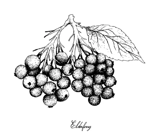 Berry meyve, resimde çizilmiş kroki mürver veya beyaz arka plan üzerinde izole Sambucus Nigra meyve ver. Yaşam için gerekli besin ile C vitamini yüksek.