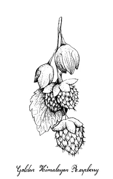 ベリー果実 手描きスケッチおいしい新鮮なゴールデン ヒマラヤ ラズベリーや白い背景で隔離キイチゴとその果物のイラスト — ストックベクタ