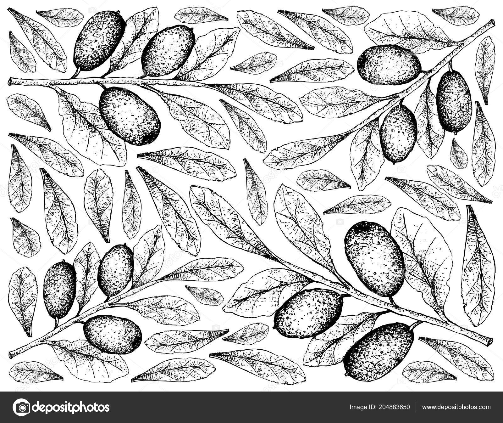 トロピカル フルーツ 手描きスケッチ新鮮なグミ Ebbingei トチや白い背景で隔離 Ebbings グミ果物のイラストの壁紙 ストックベクター C Iamnee