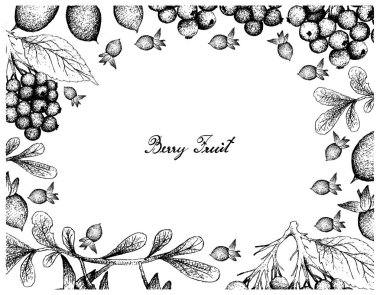 Berry meyve, illüstrasyon mürver veya Sambucus Nigra ve beyaz arka plan üzerinde izole Diospyros Lycioides meyve çizilmiş kroki el. 