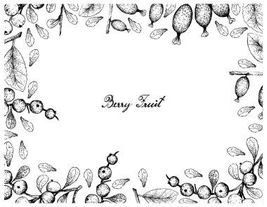 Tropikal meyve, illüstrasyon kare elle çizilmiş kroki taze iğde Latifolia ve beyaz arka plan üzerinde izole Flueggea Virosa meyve. 