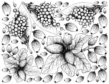 Berry meyve, elle çizilmiş kroki yanlış kara biber veya Embelia Ribes ve Peumo, Şili meşe palamudu veya Cryptocarya Alba meyve illüstrasyon duvar kağıdı arka plan.