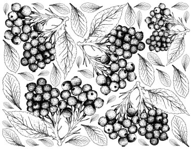 Berry meyve, elle çizilmiş kroki mürver veya beyaz arka plan üzerinde izole Sambucus Nigra meyve duvar kağıdı illüstrasyon. Yaşam için gerekli besin ile C vitamini yüksek