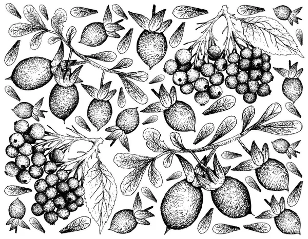 ベリー類の果実 イラスト手ニワトコやニワトコの黒とニワトコやセイヨウニワトコ果実白い背景で隔離の描かれたスケッチ — ストックベクタ