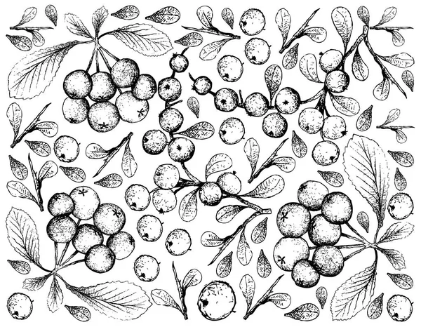 ベリー果実 ピラカンサ果物やトキワサンザシ果実 Flueggea Virosa の手描きスケッチのイラスト壁紙背景 — ストックベクタ