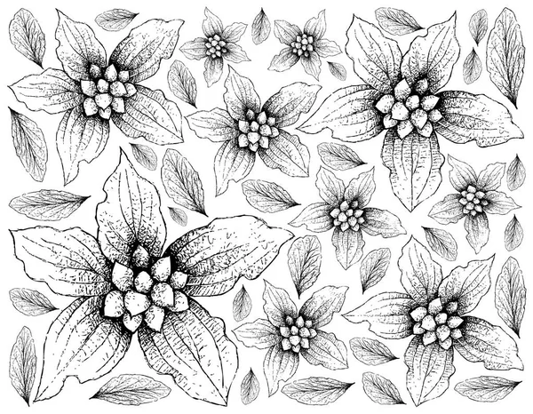 Bobulové Ovoce Ilustrace Tapety Ručně Kreslené Skici Trpaslík Svída Nebo — Stockový vektor