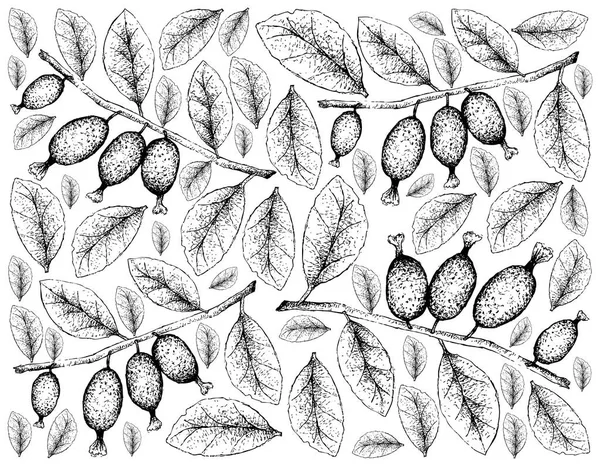 トロピカル フルーツ 白い背景で隔離手描きスケッチ ナツグミ マコモの新鮮な果物のイラストの壁紙 — ストックベクタ