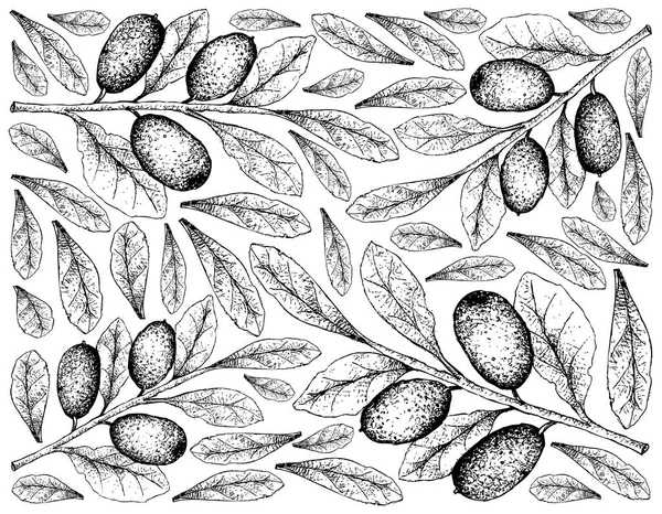 Fruits Tropicaux Illustration Fond Écran Dessin Main Croquis Frais Elaeagnus — Image vectorielle