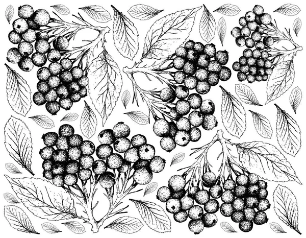 ベリー類の果実 ニワトコやセイヨウニワトコ果実白い背景で隔離の手描きスケッチのイラストの壁紙 生命にとって必須栄養素でビタミン の高い — ストックベクタ