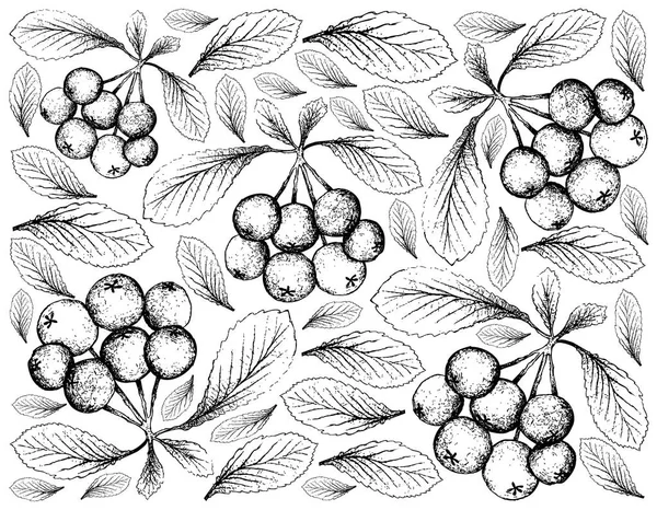 Berry Fruit Ilustración Fondo Pantalla Boceto Dibujado Mano Bayas Espino — Archivo Imágenes Vectoriales