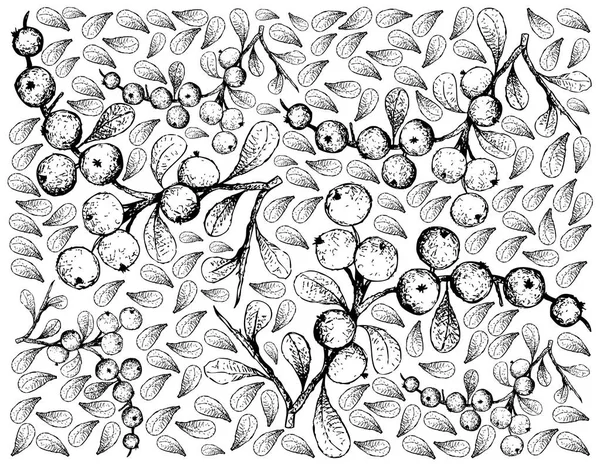 ベリー類の果実 白い背景で隔離 Flueggea Virosa 果物の手描きスケッチのイラストの壁紙 — ストックベクタ