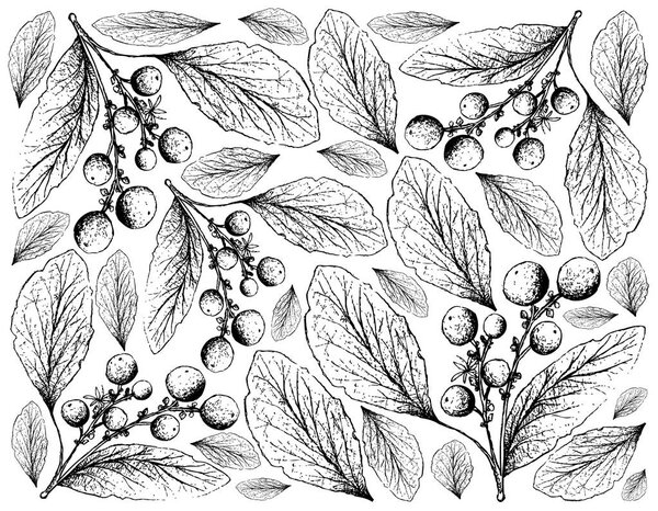 Berry Fruit, Illustration Wallpaper of Hand Drawn Sketch of Orangeberry, Gin Berry or Glycosmis Pentaphylla Fruits Isolated on White Background.