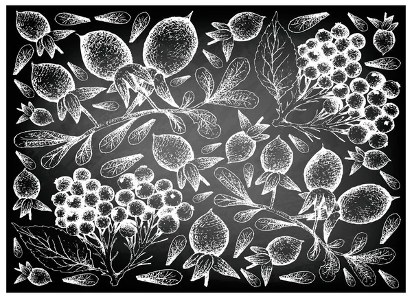 Bobulové Ovoce Ilustrace Tapety Pozadí Ručně Kreslené Skici Bezu Sambucus — Stockový vektor