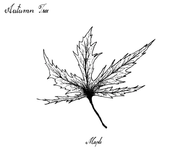 Podzimní Strom Ilustrace Ručně Kreslenou Krásné Javorového Listu Izolovaných Bílém — Stockový vektor