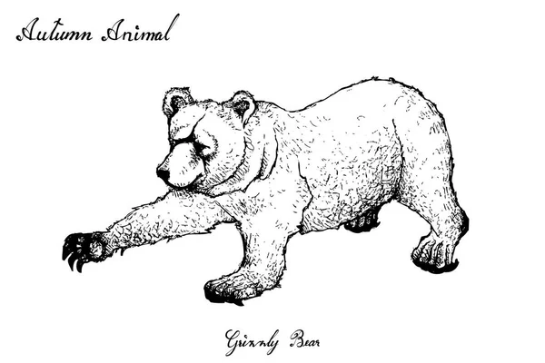 秋の動物 ハイイログマは 白い背景で隔離の手書きの図 秋のシーズンの兆候を示す象徴的な動物 — ストックベクタ