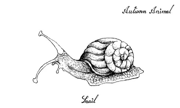 Podzim Zvíře Ilustrace Ručně Kreslenou Šnek Izolovaných Bílém Pozadí Symbolické — Stockový vektor