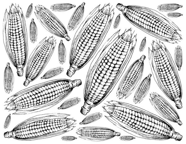Outono Vegetal Ilustração Papel Parede Fundo Mão Desenhado Milho Doce — Fotografia de Stock