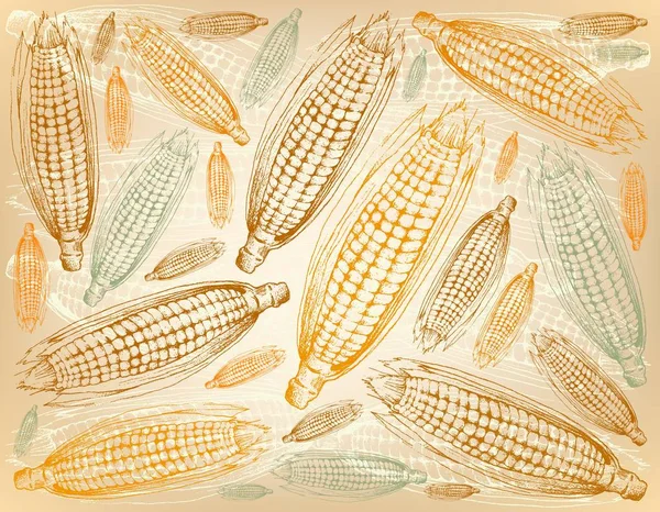 Autumn Vegetable Illustration Wallpaper Background Hand Drawn Sweet Corns Maizes — Stock Photo, Image