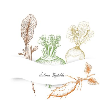 Autumn Vegetables, Illustration Hand Drawn Sketch of Radish, Rutabaga or Brassica Napus, Sweet Potato or Kumara and Turnip or Brassica Rapa. clipart