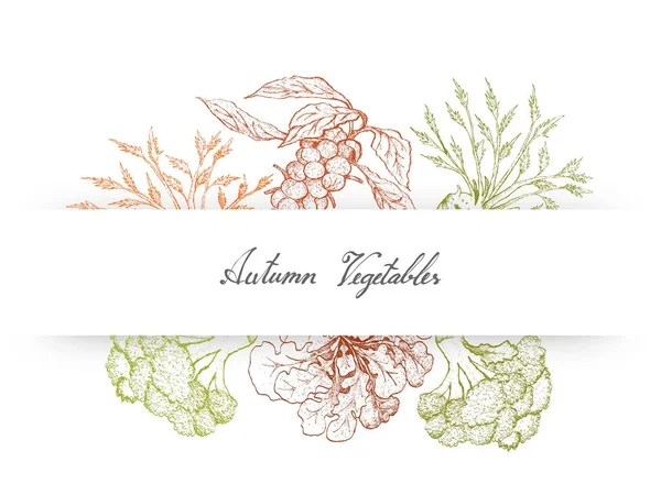 Autumn Vegetables Illustration Hand Drawn Sketch Delicious Fresh Green Brussels - Stok Vektor