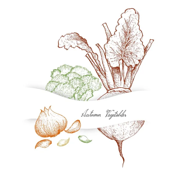 Autumn Vegetables Herbs Illustration Hand Drawn Sketch Delicious Fresh Broccoli - Stok Vektor