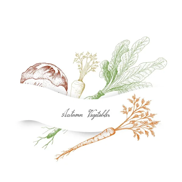 Autumn Vegetables Illustration Hand Drawn Sketch Delicious Fresh Green Radicchio — Stock Vector