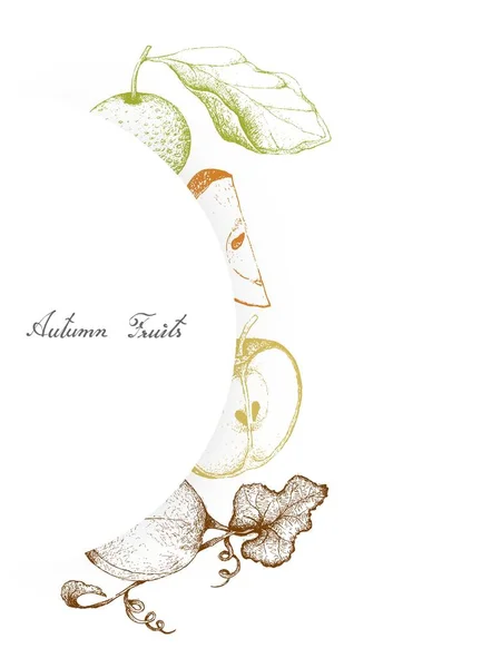秋の果物 中国梨 ナシとハニーデュー メロン またはメロンのイラスト手描きスケッチ — ストックベクタ