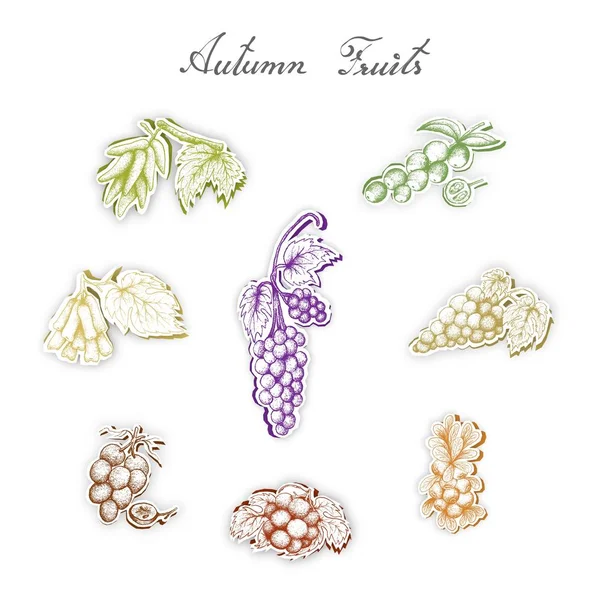 Autumn Fruits, Set of Hand Drawn Sketch of Assorted Grapes and Berries are Harvested in Autumn. Trendy Origami Deep Paper Art Carving Style.