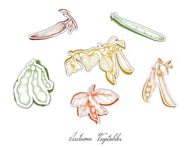 Sonbahar sebze, ayarla, el çizilmiş kroki, muhtelif Pod sebze sonbaharda hasat. Trendy Origami derin kağıt sanat stil oyma.