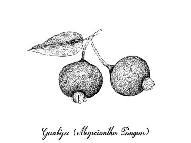 Berry meyve, resimde çizilmiş kroki üzerinde beyaz arka plan izole Myrcianthes Pungens meyve ve taze Guabiju el
