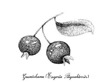 Berry meyve, illüstrasyon taze Grumichama kiraz veya beyaz arka plan üzerinde izole Eugenia Brasiliensis meyve çizilmiş kroki el.