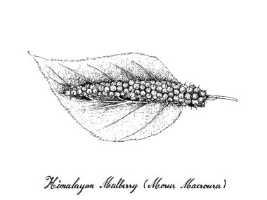 Tropikal meyve, elle çizilmiş kroki taze tatlı Himalaya dut veya beyaz arka plan üzerinde izole Morus Macroura meyve duvar kağıdı illüstrasyon. C vitamini ve mineraller açısından yüksek yararı