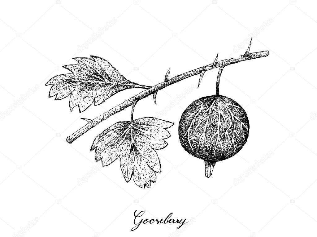 Berry Fruits, Illustration of Hand Drawn Sketch Fresh Gooseberry Isolated on White Background. Good Source of Vitamin C and A.